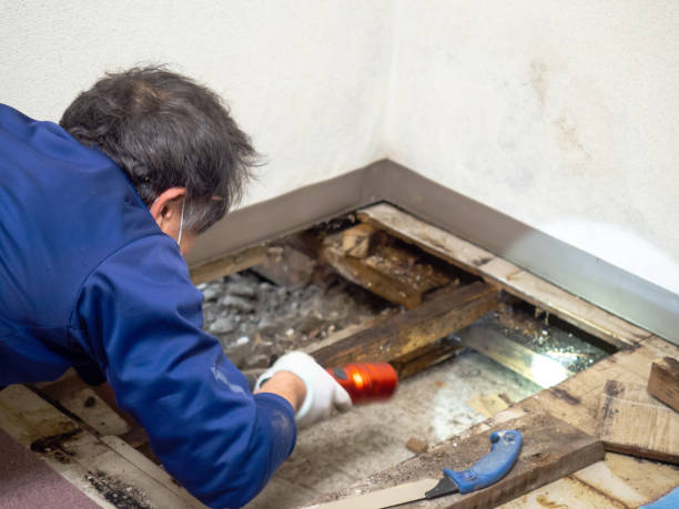 Best Home Mold Removal  in Folkston, GA