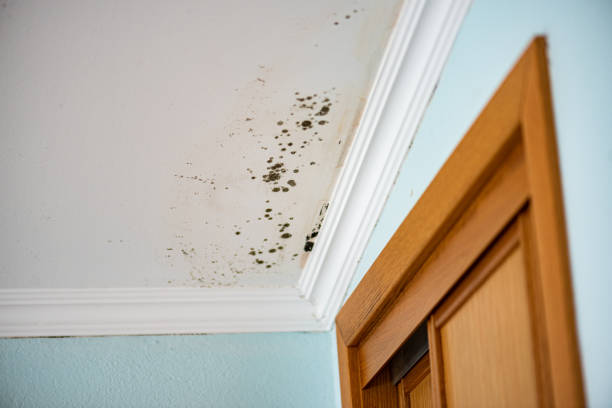 Best Local Mold Removal Service  in Folkston, GA