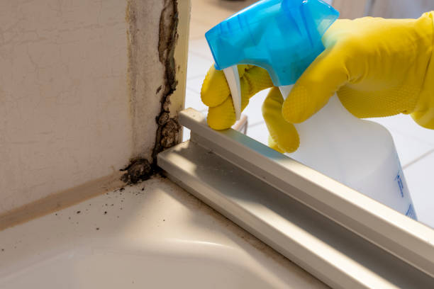 Best Mold Damage Repair  in Folkston, GA
