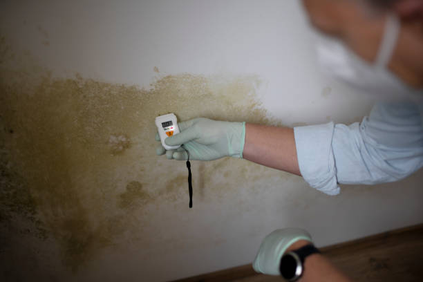 Best Mold Testing  in Folkston, GA