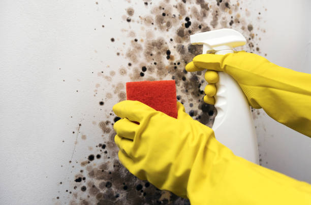 Best Black Mold Removal  in Folkston, GA