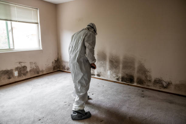 Best Certified Mold Removal  in Folkston, GA