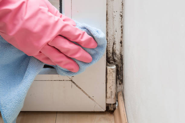 Mold Removal and Inspection in Folkston, GA
