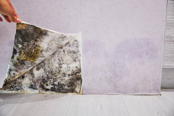 Best Attic Mold Removal  in Folkston, GA